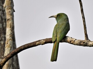 A Blue-bearded Bee-eater perched on a branch with a vibrant green plumage, large sickle-shaped bill...