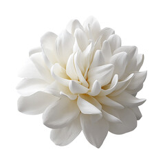 Fototapeta premium Elegant white dahlia flower blossom isolated on black background, on transparent background