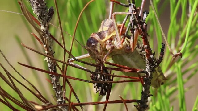 Chicharra alicorta Steropleurus andalusius comiendo huevos de procesionaria del pino en brote de pino muerto, Alcoy, Espa&ntilde;a	