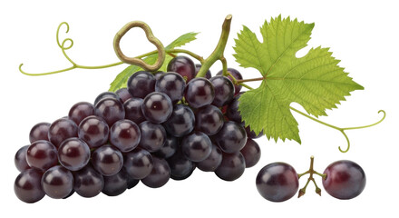 Isolated bunch of dark juicy ripe grapes with green leaf, natural sweetness, and freshness