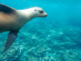 sea lion in the water