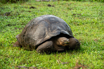 tortoise in the grass