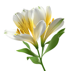 Elegant white and yellow Alstroemeria flower close-up view on transparent background