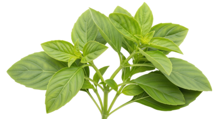 Isolated fragrant culinary sweet basil plant, herb ingredient for cooking, fresh aroma leaf