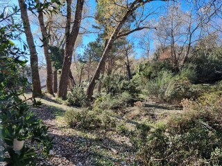 Forest in autumn, a sunny and quiet day with fallen leaves