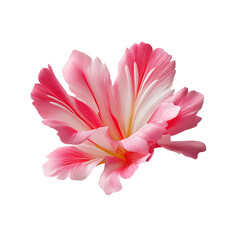 Fototapeta premium Elegant pink and white flower illustration with textured petals on transparent background