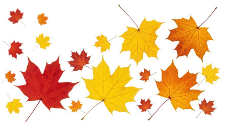 Isolated colorful maple leaves in autumn shades of red, orange, and yellow season clip art