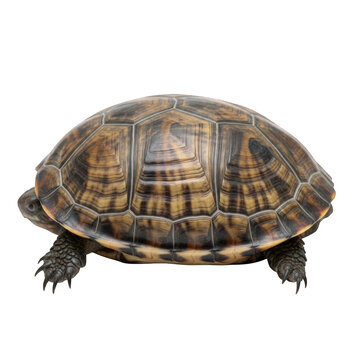 Eastern box turtle, isolated on a transparent background.