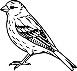 Fototapeta premium Detailed realistic yellow canary bird illustration isolated on white background isolated on transparent background