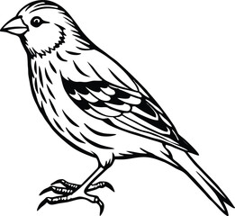 Detailed realistic illustration of a yellow canary bird isolated on white background isolated on transparent background