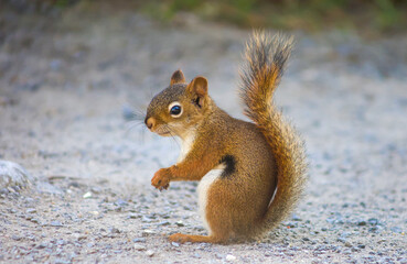 Curious red squirrel standing alert on a gravel path in natural daylight