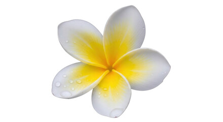 Isolated Plumeria flower blossom, tropical flower on a plain background for creative designs