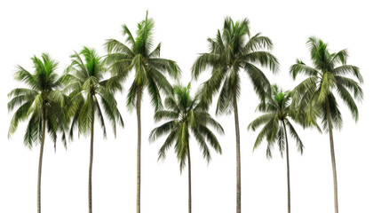 Obraz premium PNG Tree outdoors coconut nature