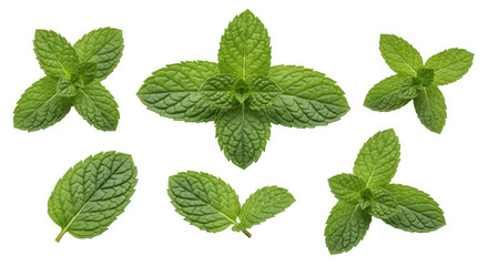 Isolated sprigs of fresh mint, natural ingredient for beverages, desserts and seasoning