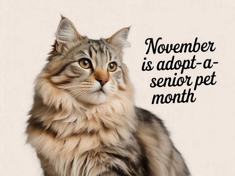 Adopt a senior cat this november to give a loving home to an older feline friend
