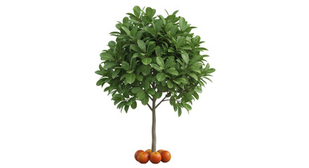 Isolated decorative tree with oranges at the base, home plant, garden plant, indoor plant