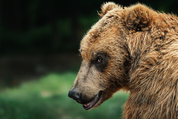 Kamchatka brown bear (Ursus arctos beringianus) detail portrait