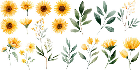 Set of watercolor sunflower and leaves elements. Hand-painted botanical illustration.
