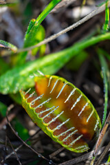 A wild morning dew covered venus flytrap, a carnivorous plant, grows in Wilmington, North Carolina, awaiting its next meal