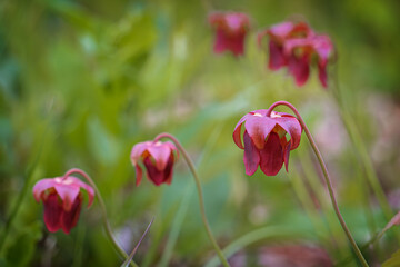 Pitcher plant, a carnivorous plant, grows in a garden in Wilmington, North Carolina, USA