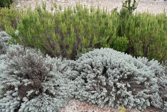 Santoline et romarin au jardin