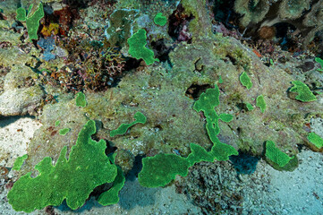 A stony coral healing after the bleaching event in Raja Ampat Indonesia.