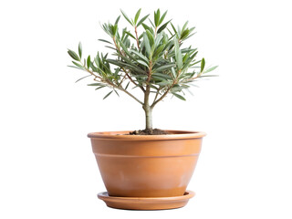 Obraz premium Small olive tree in a terracotta pot isolated on transparent background