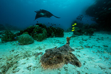 Naklejka premium Tassled wobbegong, Eucrossorhinus dasypogon, with golden trevallies, Gnathanodon speciosus, and manta ray, Mobula alfredi, Raja Ampat West Papua Indonesia