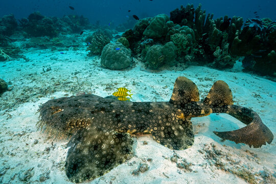 Tassled wobbegong, Eucrossorhinus dasypogon, with golden trevallies, Gnathanodon speciosus,  Raja Ampat West Papua Indonesia
