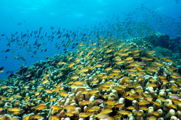 Massive hard color colony of Pavona clavus with anthias and damsels hovering, Raja Ampat Indonesia.
