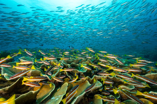 Two spot snappers, Lutjanus biguttatus, over pristine foliose hard corals, Montipora sp. Raja Ampat Indonesia.
