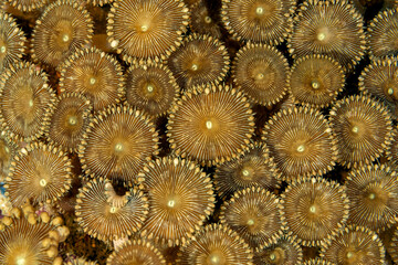 Corallimorphs, Palythoa vestitus. Raja Ampat Indonesia