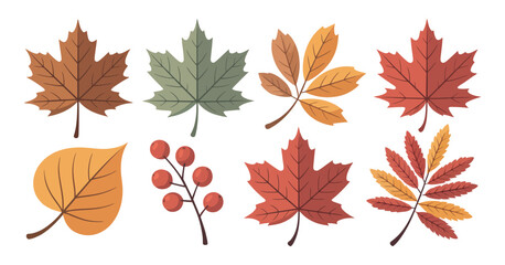 Obraz premium Set of Autumn Leaves Collection Vector Illustration Design
