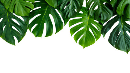 Obraz premium Green monstera leaves isolated on transparent background