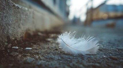 Single white feather lies on a rough, textured surface, likely concrete or asphalt, near a curb, demonstrating natural details in a soft focus outdoor environment with blurred background