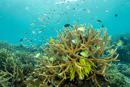 Reef scenic with pristine Acropora hard corals and staghorn damsels, Amblyglyphidodon curacao, Raja Ampat Indonesia.