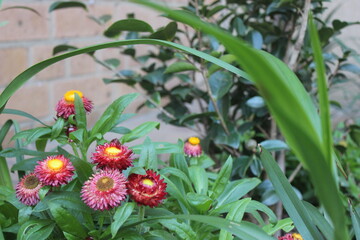 spring flowers in the garden