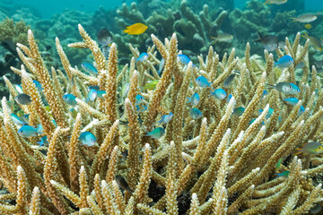 Blue damsels, Chromis viridis, sheltering in branching hard coral, Raja Ampat, Indonesia.