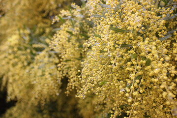 Yellow flowers