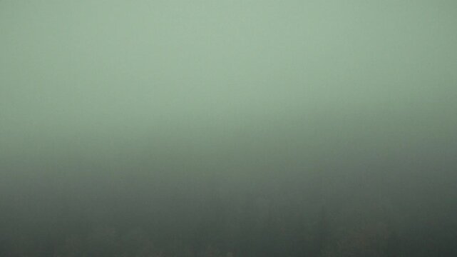 Mystischer Wald im Nebel