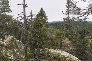 Autumn landscape from the Kalvberget coniferous forest reserve of the Totenåsen Hills, Norway.