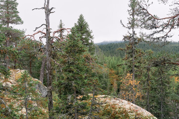 Autumn landscape from the Kalvberget coniferous forest reserve of the Totenåsen Hills, Norway.