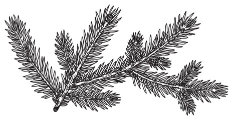 Naklejka premium Detailed black and white illustration of pine tree branch with needles – retro hand drawn illustration