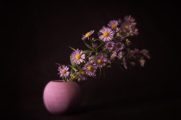 Purple prairie aster in vase; Aster Amellus	