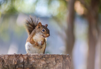 Curious red squirrel standing alert on a tree stump in soft morning light