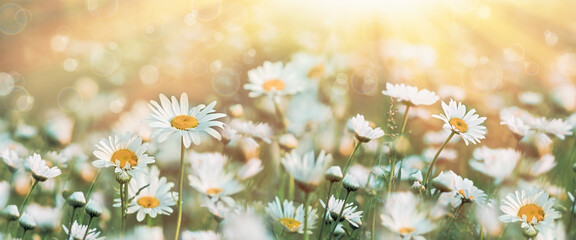Selective and soft focus on daisies flowers, flowers lit by sun rays in late afternoon