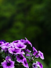 Purple petunia flowers in full bloom against a blurred green natural background, close-up view of vibrant summer blossoms.