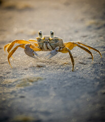 A close-up photograph of an Atlantic ghost crab (Ocypode quadrata) on a sandy beach.