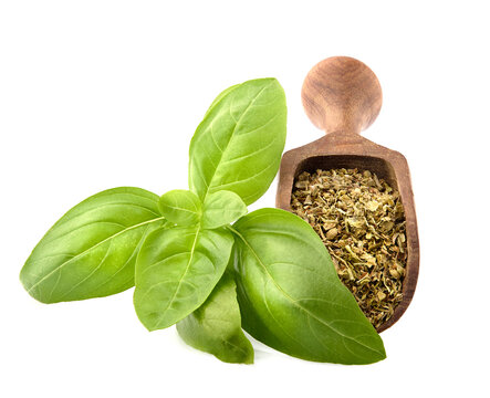 Fresh Basil leaves with dry basil in wooden spoon in closeup on white background