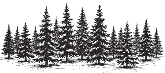 Obraz premium Dense evergreen forest with snow-covered pine trees in monochrome illustration – retro hand drawn illustration
